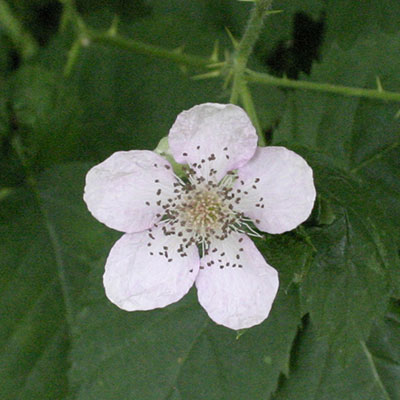 flower blackberry