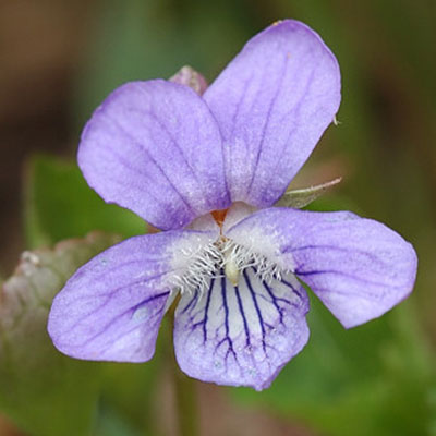 flower blueearlyviola