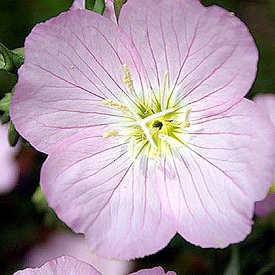 flower eveningprimrose